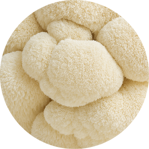 Lion’s Mane Mushroom