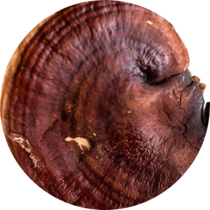Reishi Mushroom