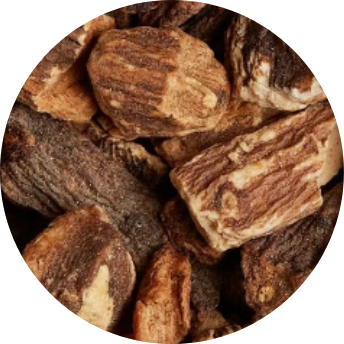 Chaga Mushroom