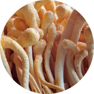 Cordyceps Mushroom
