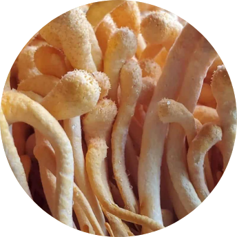 Cordyceps Mushroom