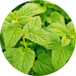 Lemon Balm