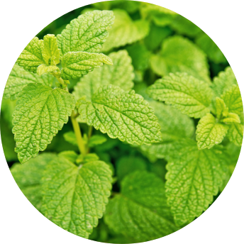 Lemon Balm
