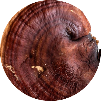 Reishi Mushroom